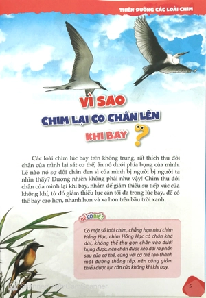 10 vạn câu hỏi vì sao - chim và động vật biển (tái bản) - Ảnh 5