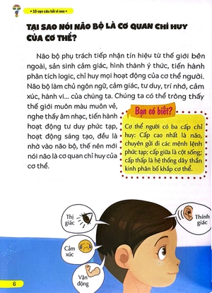 10 vạn câu hỏi vì sao - não bộ - vị chỉ huy tài ba - Ảnh 6