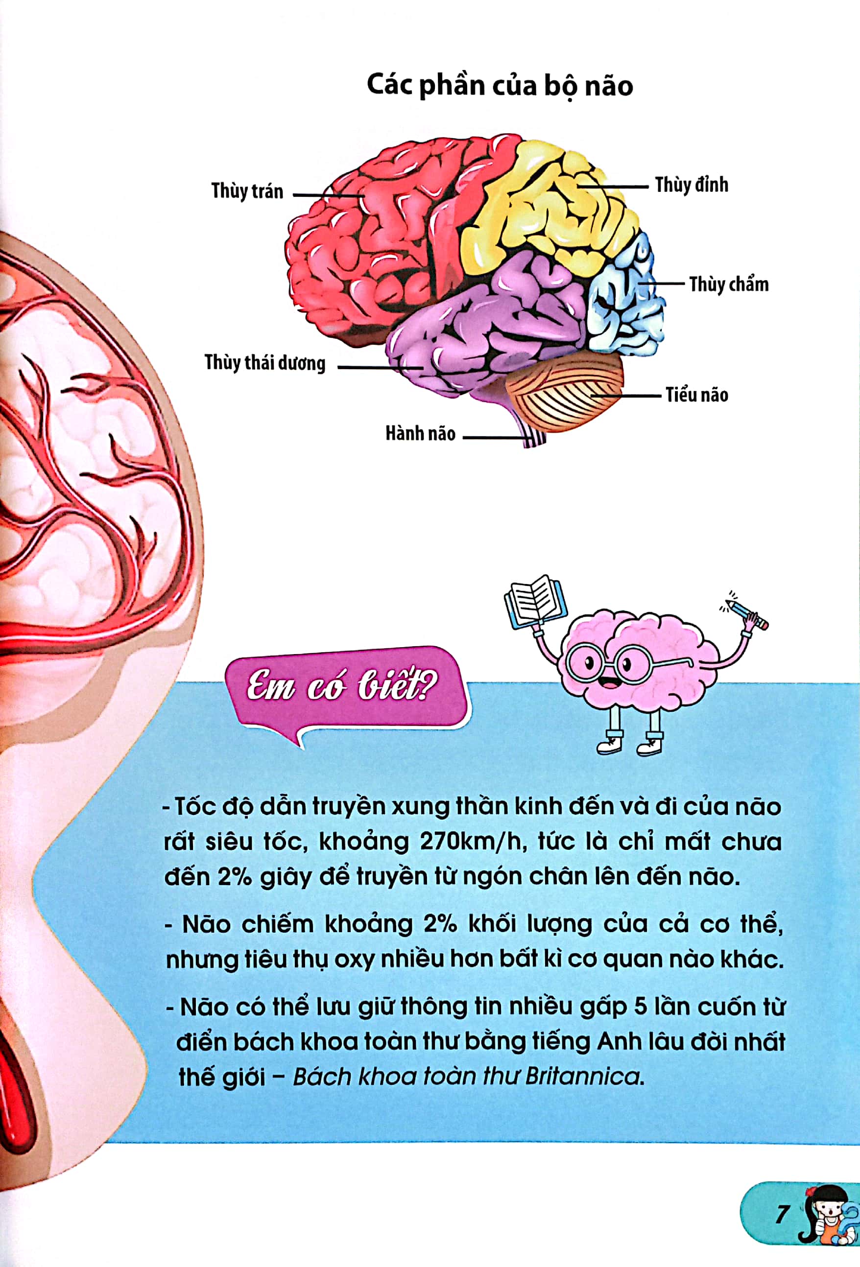 10 vạn câu hỏi vì sao-những câu hỏi thú vị về cơ thể người - Ảnh 5