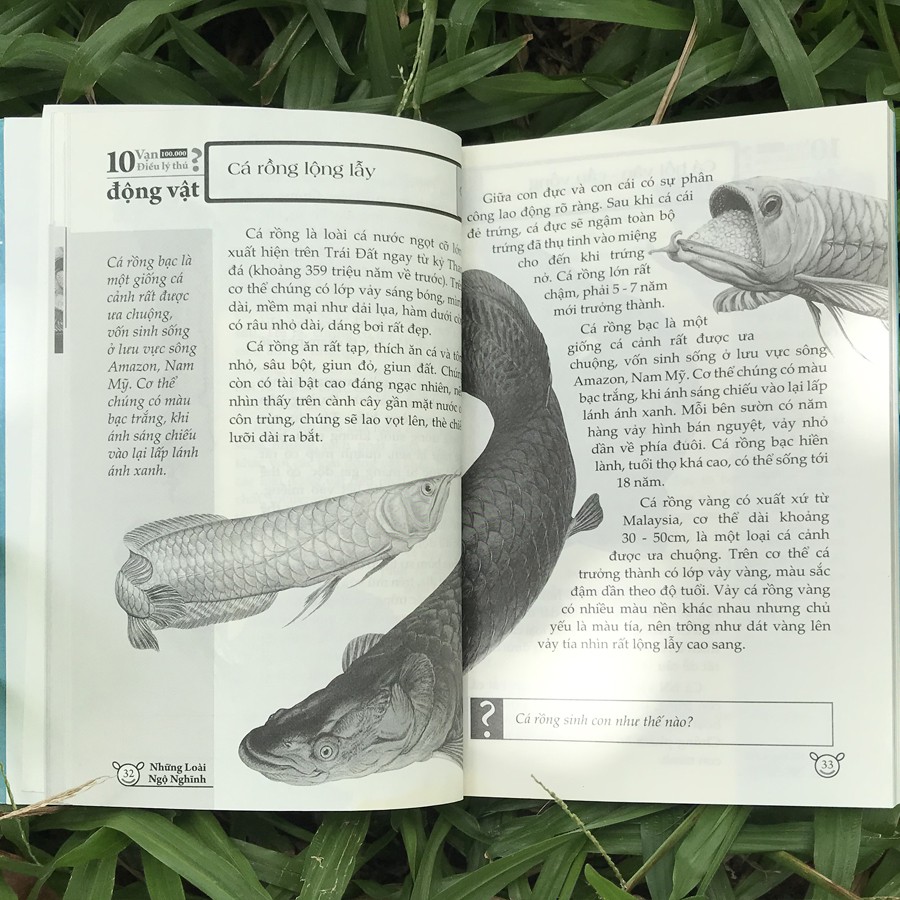 10 vạn điều lý thú về động vật - những loài ngộ nghĩnh - Ảnh 5