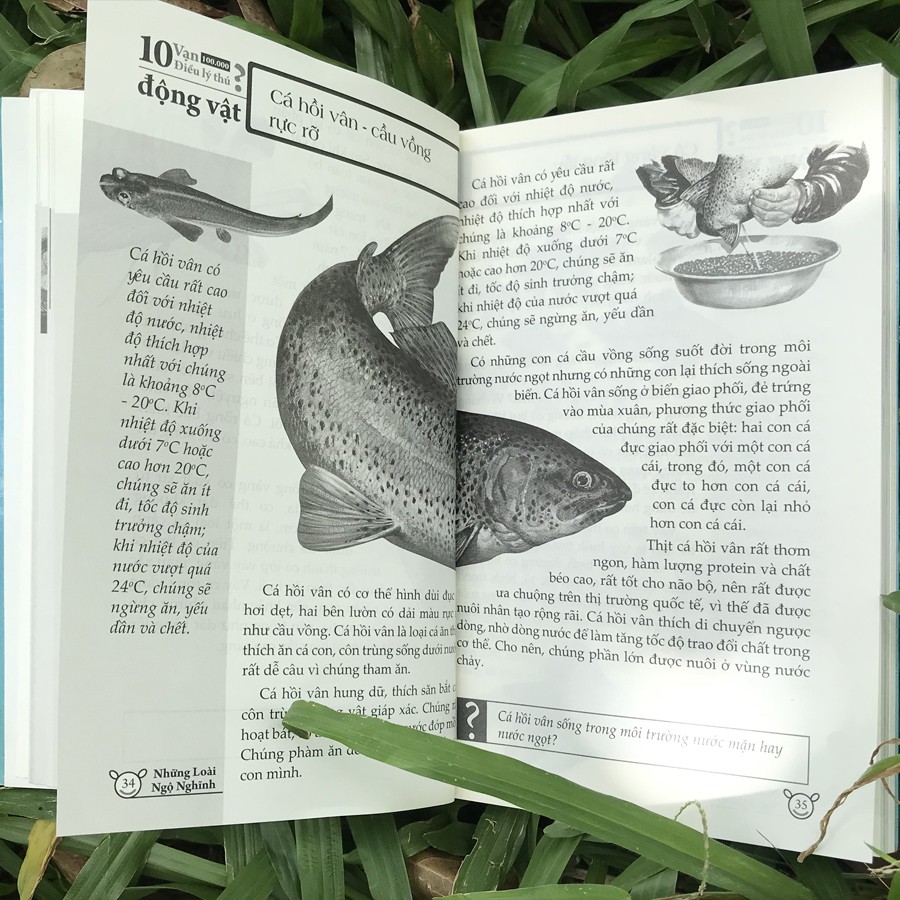 10 vạn điều lý thú về động vật - những loài ngộ nghĩnh - Ảnh 6