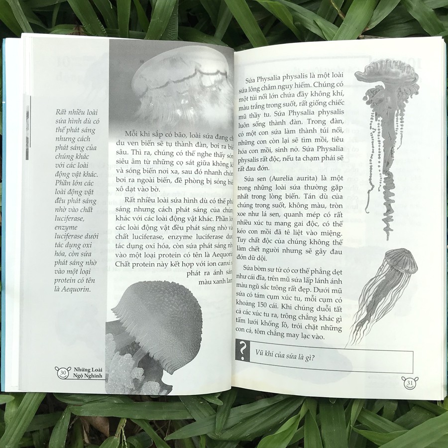 10 vạn điều lý thú về động vật - những loài ngộ nghĩnh - Ảnh 7