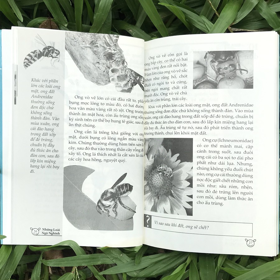 10 vạn điều lý thú về động vật - những loài ngộ nghĩnh - Ảnh 8