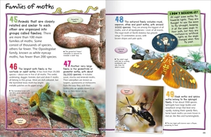 100 facts butterflies and moths - Ảnh 3