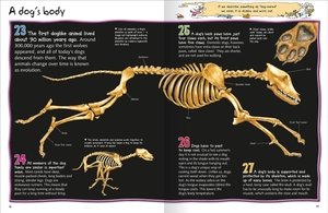 100 facts dogs and puppies - Ảnh 3