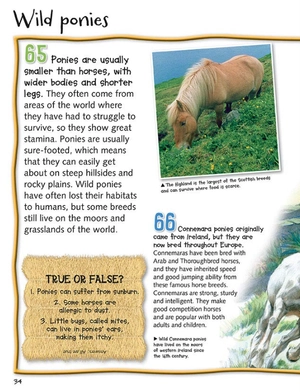 100 facts horses & ponies - Ảnh 5