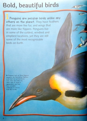 100 facts penguins - Ảnh 4