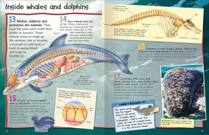 100 facts whales and dolphins - Ảnh 3