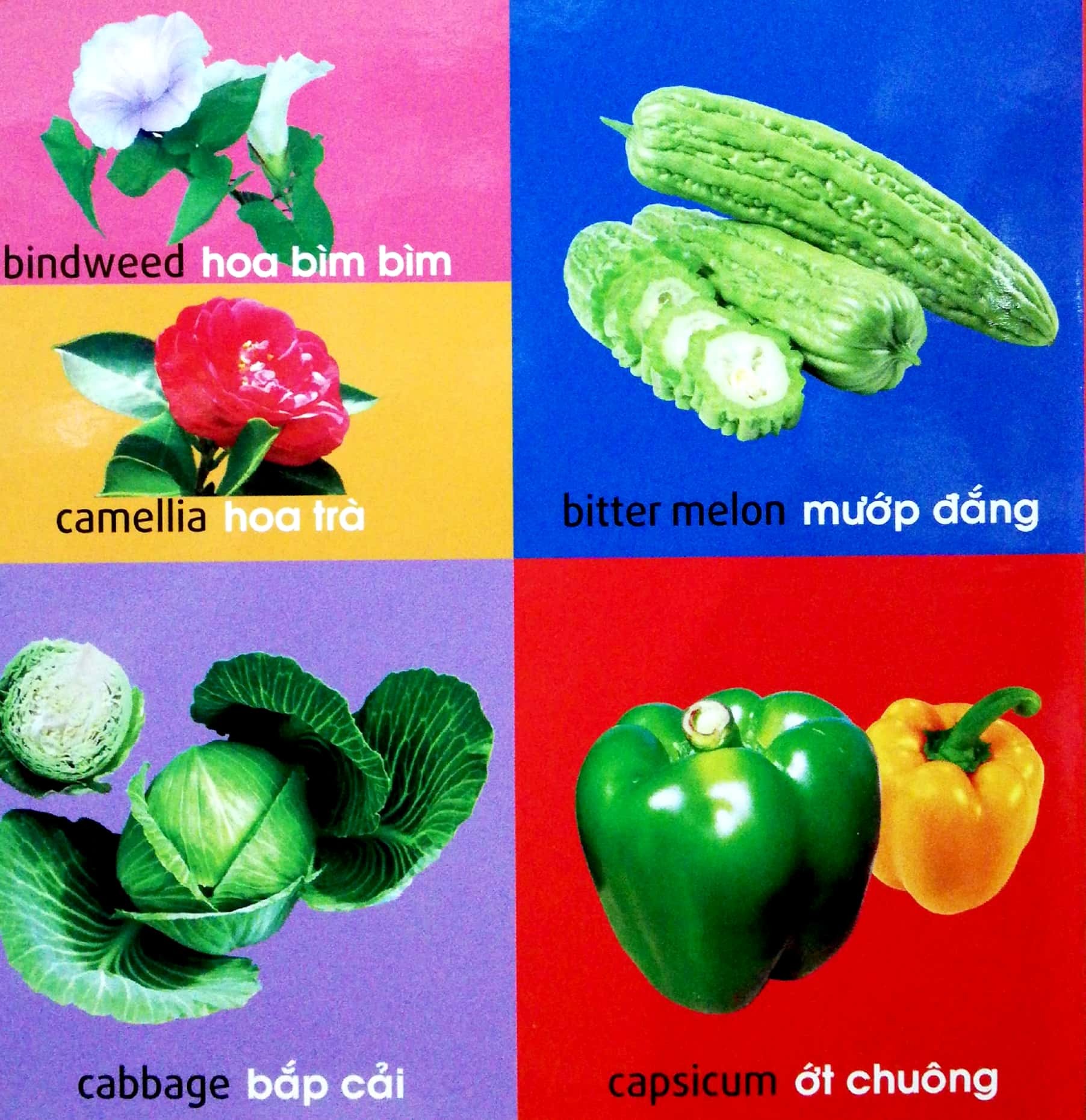 101 First Words - Plants - 101 Từ Đầu Tiên - Thực Vật - Bìa Cứng (Tái Bản 2025) - Ảnh 8