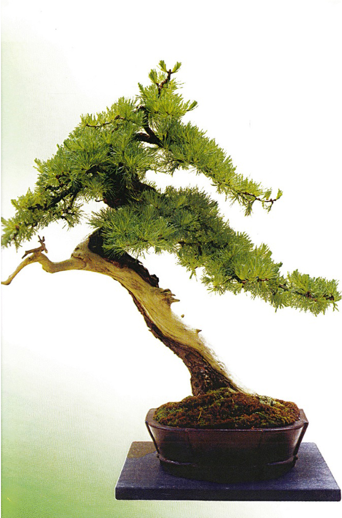 110 câu hỏi đáp chăm sóc và tạo dáng bonsai (tái bản 2024) - Ảnh 9