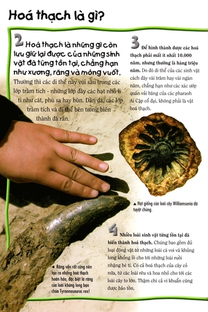 500 dữ kiện khoa học về thế giới tuyệt chủng - Ảnh 5