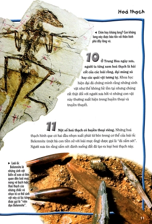 500 dữ kiện khoa học về thế giới tuyệt chủng - Ảnh 8