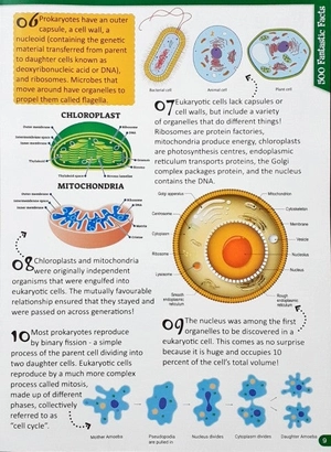 500 fantastic facts - biology - Ảnh 7