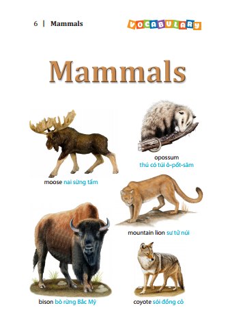 5500 từ vựng tiếng anh thông dụng nhất (bản màu) - tái bản - Ảnh 3