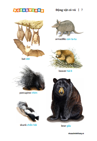 5500 từ vựng tiếng anh thông dụng nhất (bản màu) - tái bản - Ảnh 4