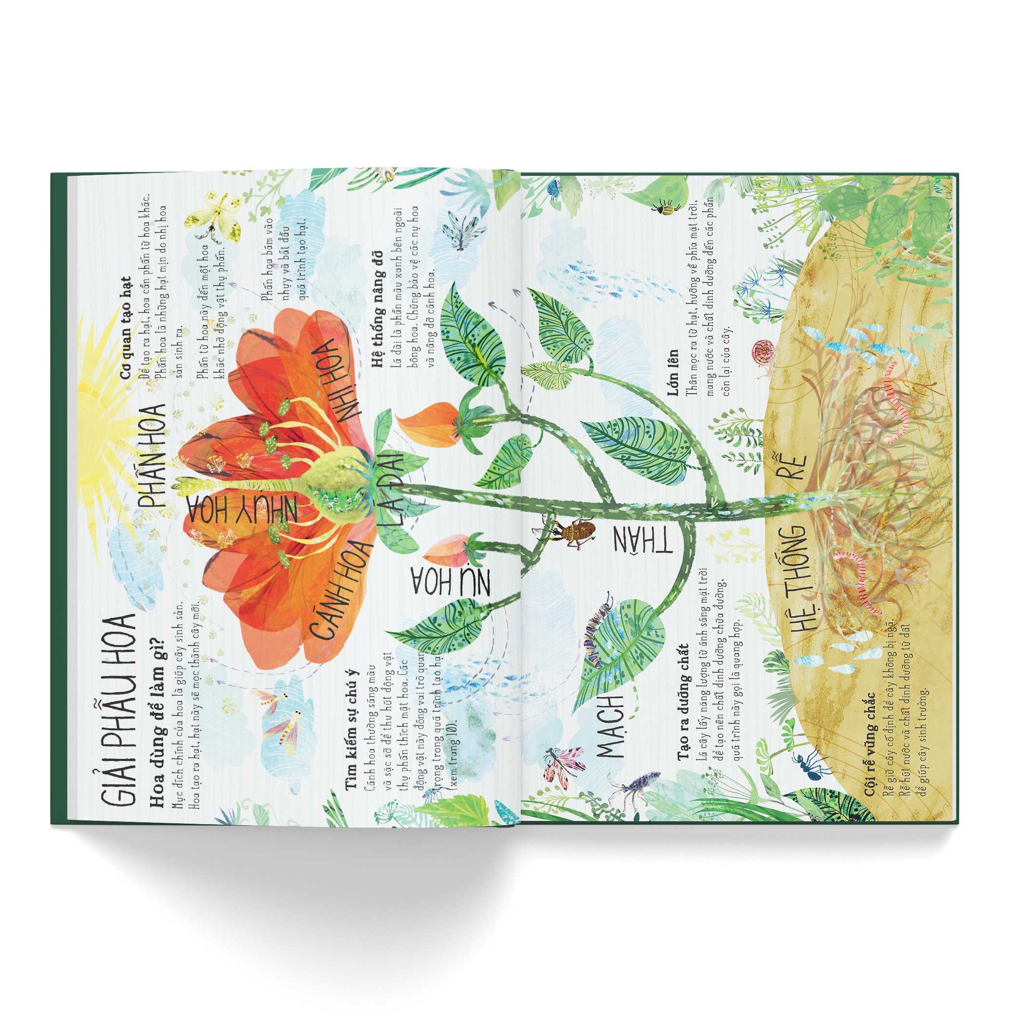 a lê hấp! thế giới hoa - Ảnh 4