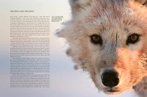 a perfect planet - Ảnh 3