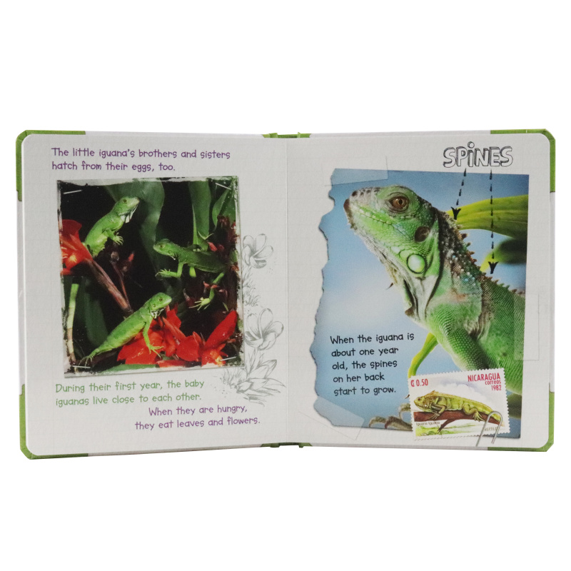 Active Minds Explorers - Meet Baby Iguana - Ảnh 4