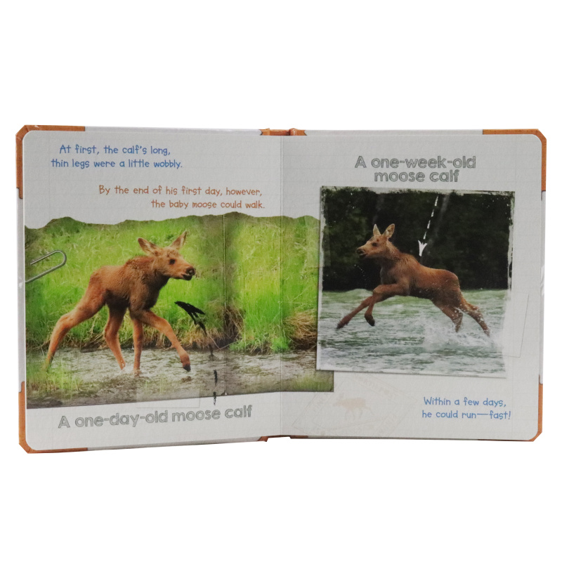 Active Minds Explorers - Meet Baby Moose - Ảnh 3