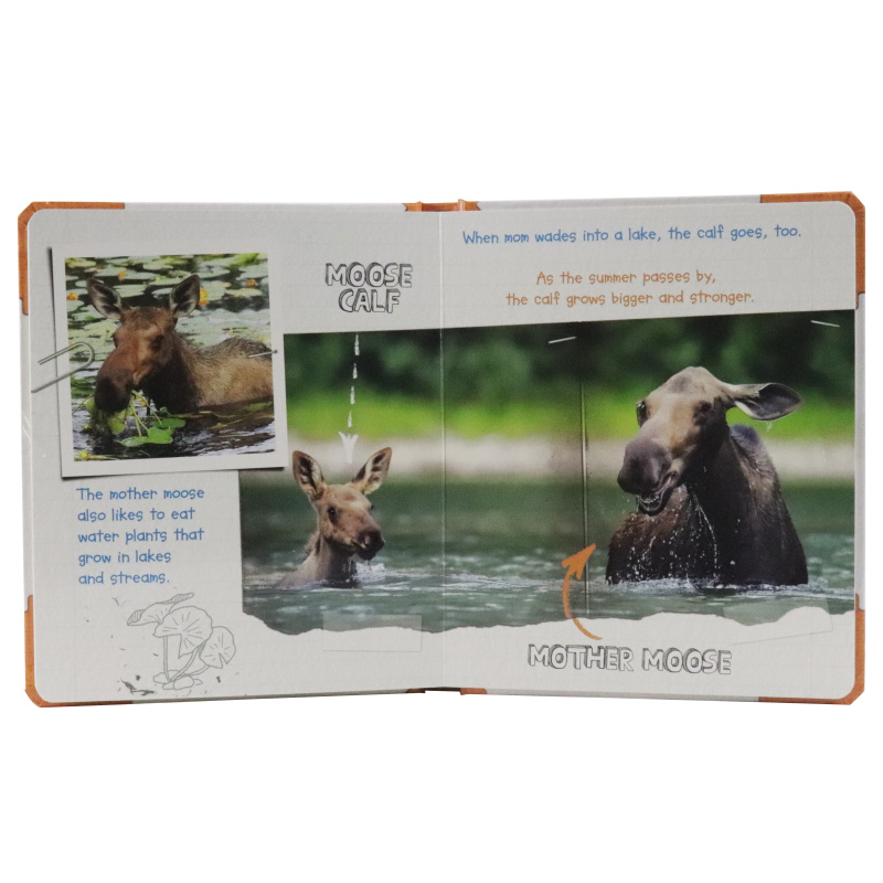 Active Minds Explorers - Meet Baby Moose - Ảnh 4