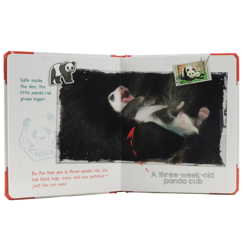 Active Minds Explorers - Meet Baby Panda - Ảnh 3