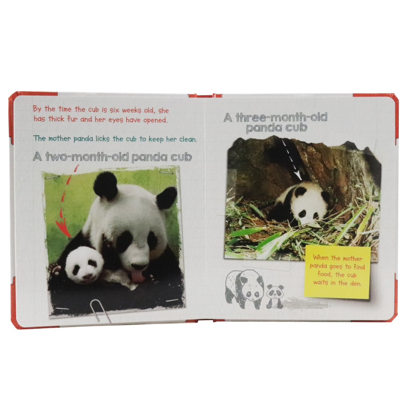 Active Minds Explorers - Meet Baby Panda - Ảnh 4