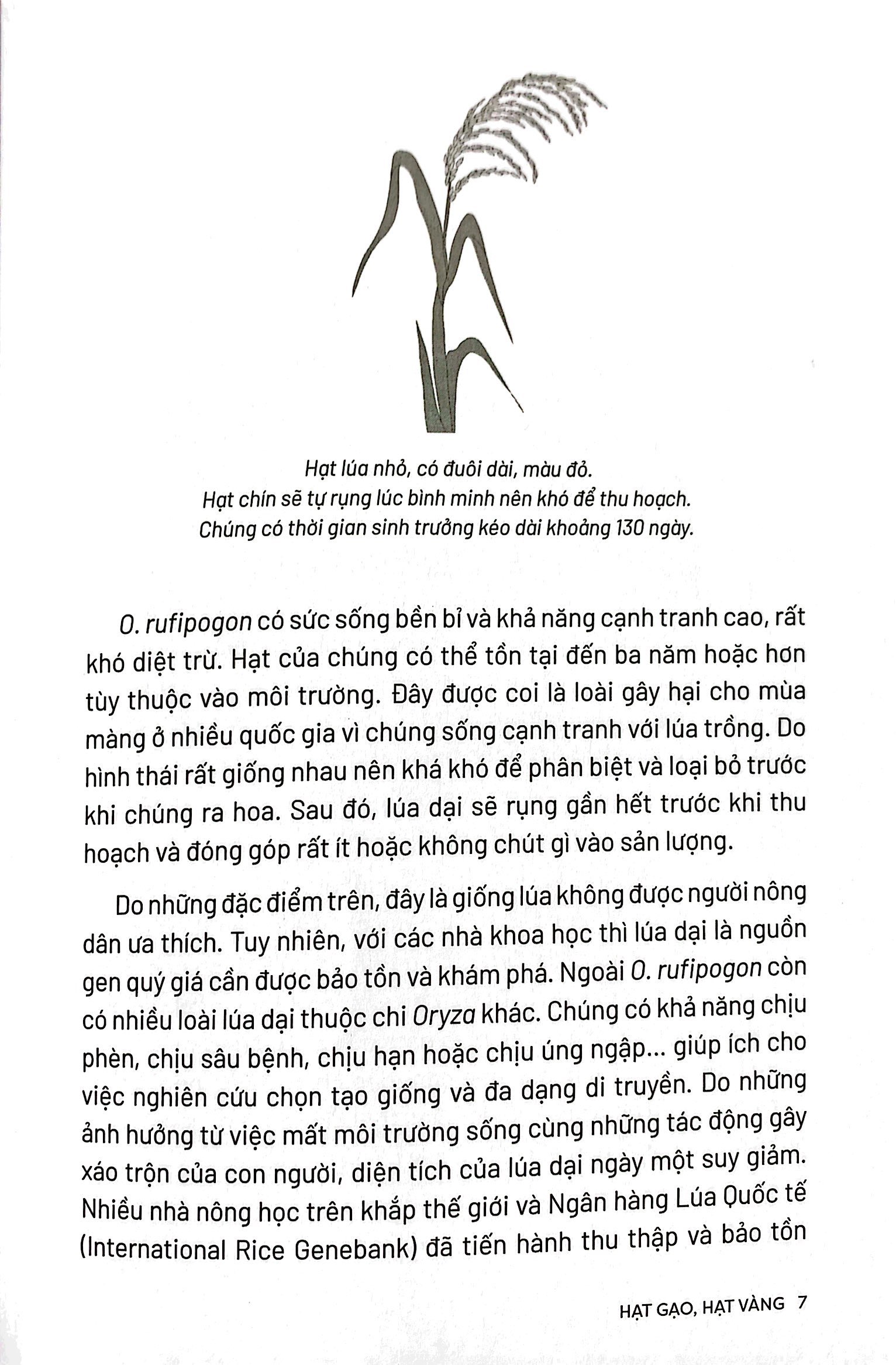 ẩm thực chinh phục thế giới - hạt gạo, hạt vàng - tặng kèm bookmark - Ảnh 6