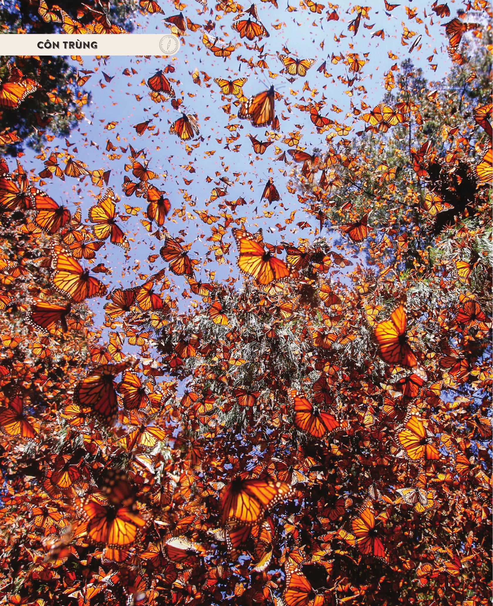 amazing animal journeys - những chuyến di cư và hành trình phi thường nhất! - bìa cứng - Ảnh 6