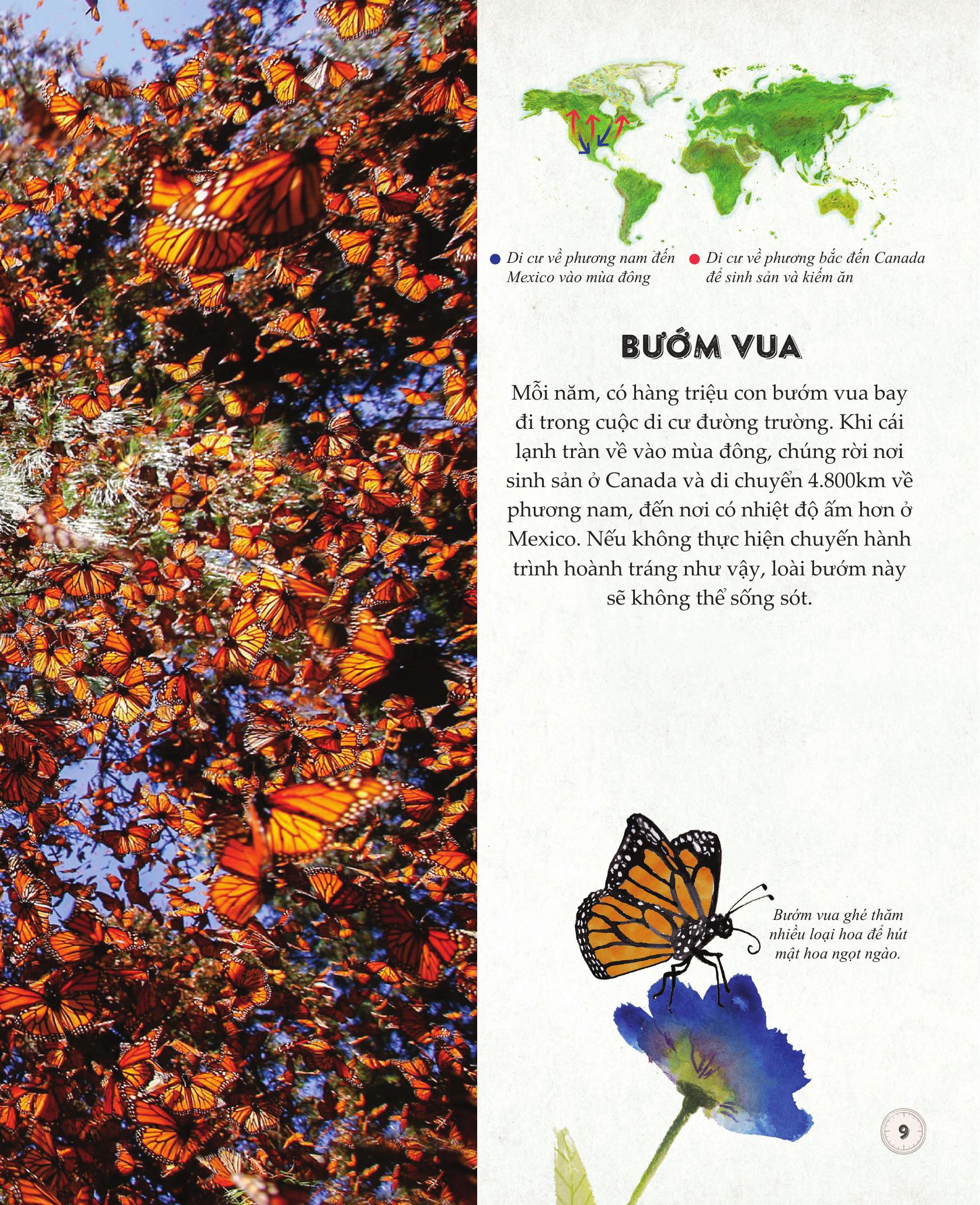 amazing animal journeys - những chuyến di cư và hành trình phi thường nhất! - bìa cứng - Ảnh 7