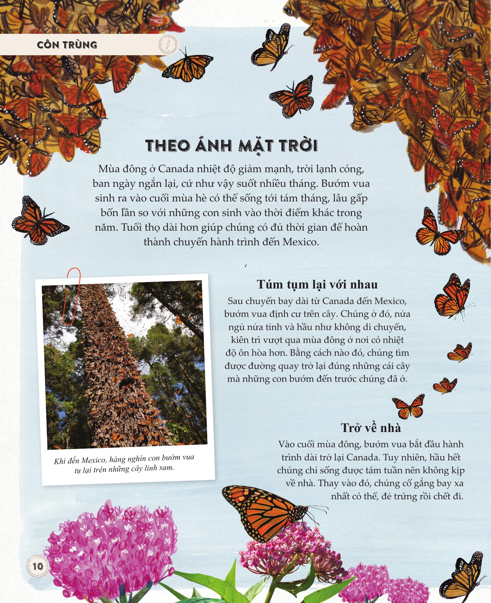 amazing animal journeys - những chuyến di cư và hành trình phi thường nhất! - bìa cứng - Ảnh 8