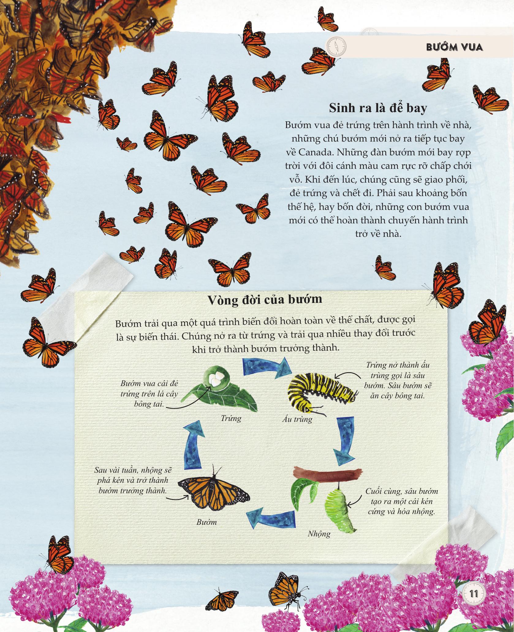 amazing animal journeys - những chuyến di cư và hành trình phi thường nhất! - bìa cứng - Ảnh 9