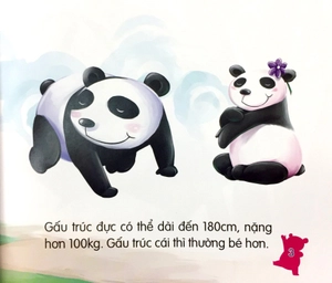 amazing animals - những loài vật đáng kinh ngạc! - gấu trúc núc na núc ních - Ảnh 3