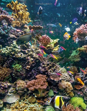 animal knowledge genius! : a quiz encyclopedia to boost your brain - Ảnh 10