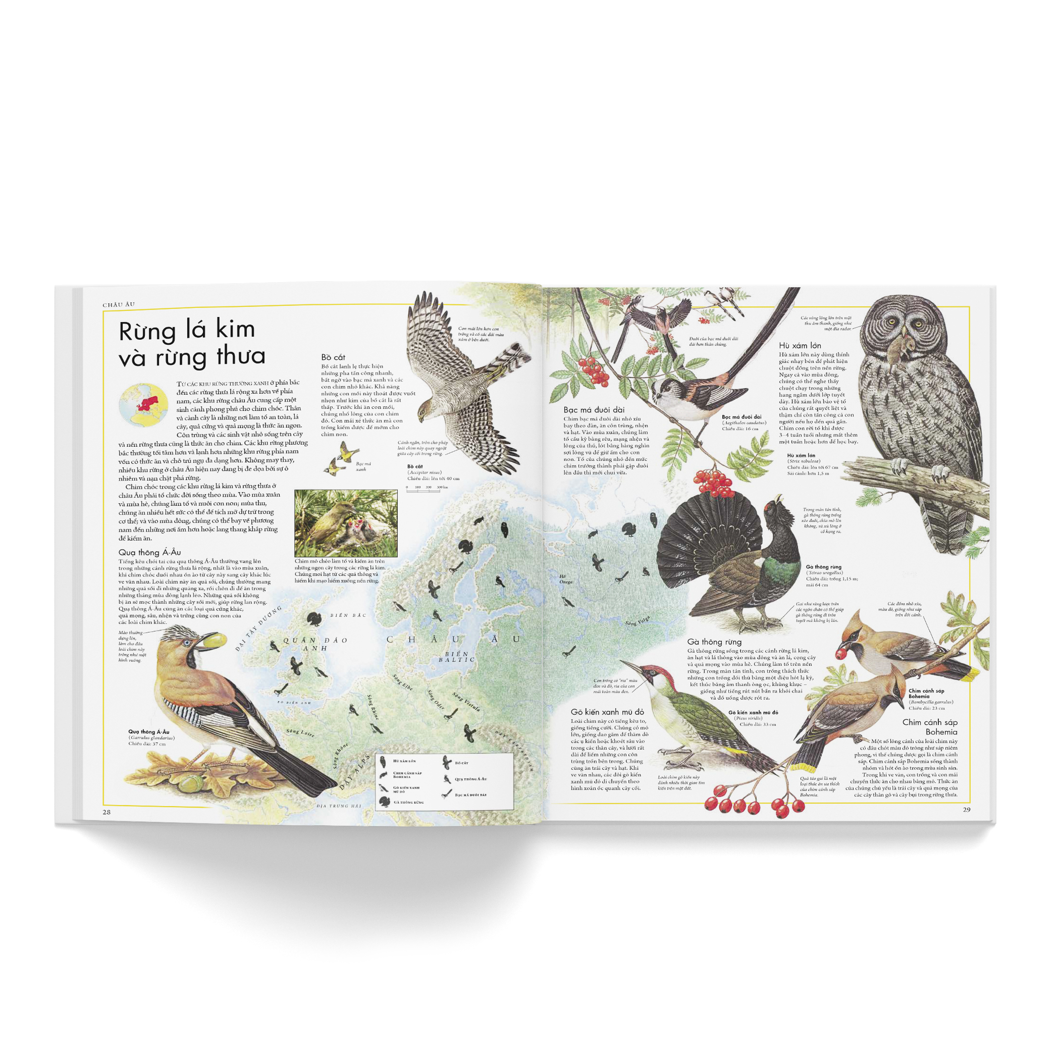 atlas các loài chim - bách khoa bằng hình về các loài chim trên thế giới - Ảnh 5