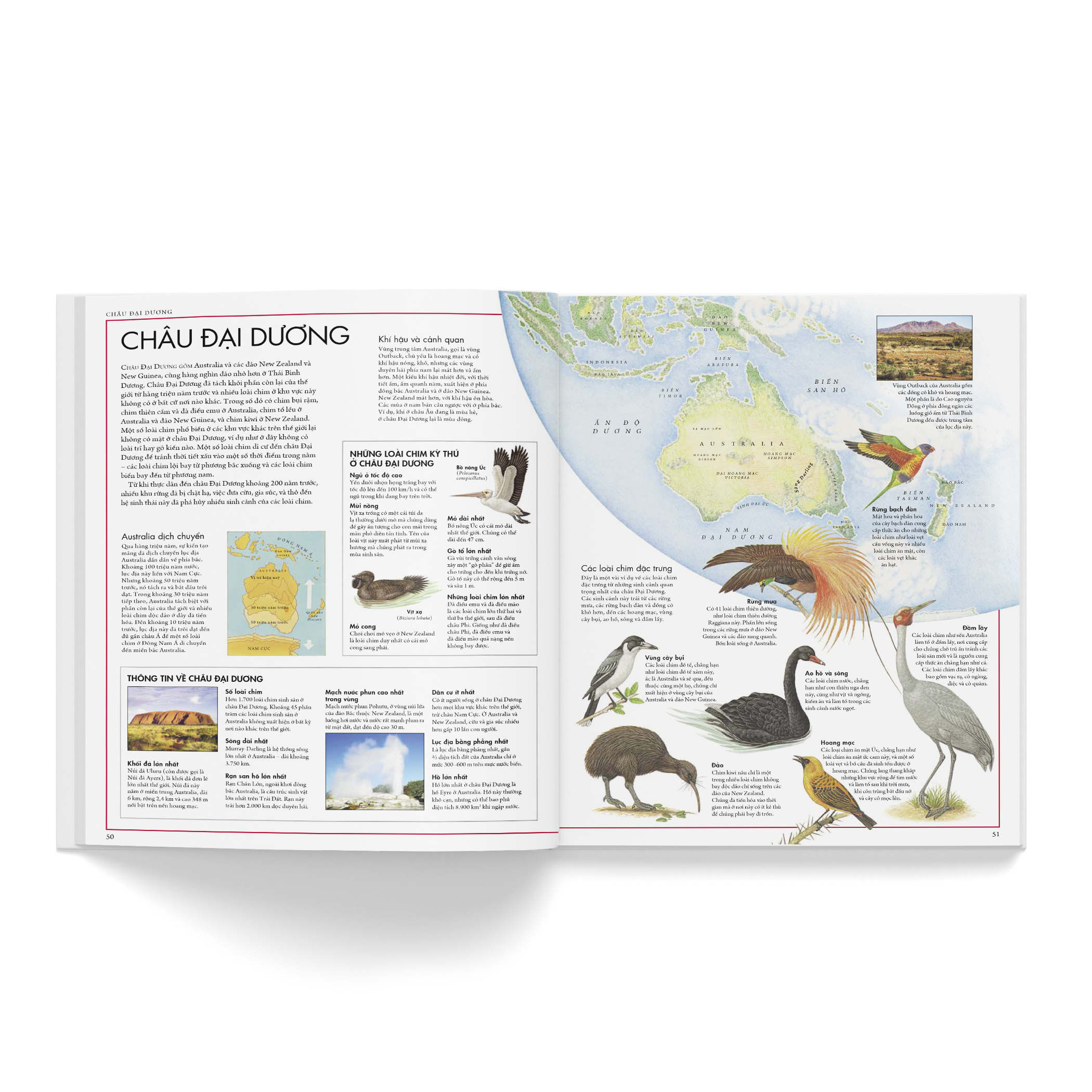 atlas các loài chim - bách khoa bằng hình về các loài chim trên thế giới - Ảnh 6