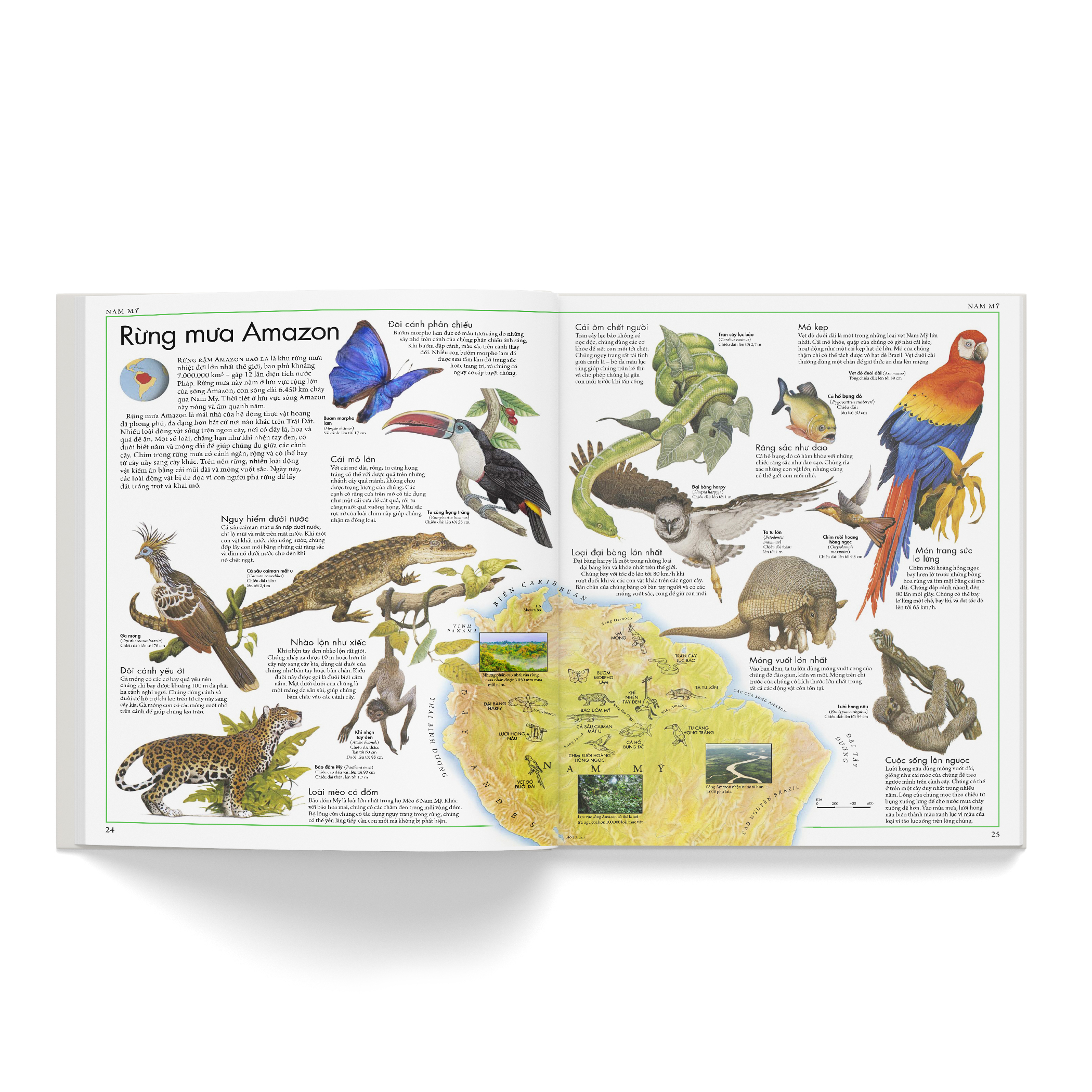 atlas động vật - bách khoa bằng hình về các loài động vật hoang dã trên thế giới - Ảnh 4