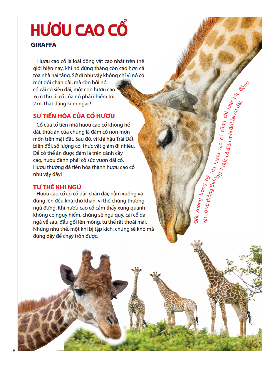 atlas động vật - vương quốc động vật - bìa cứng (tái bản 2023) - Ảnh 11