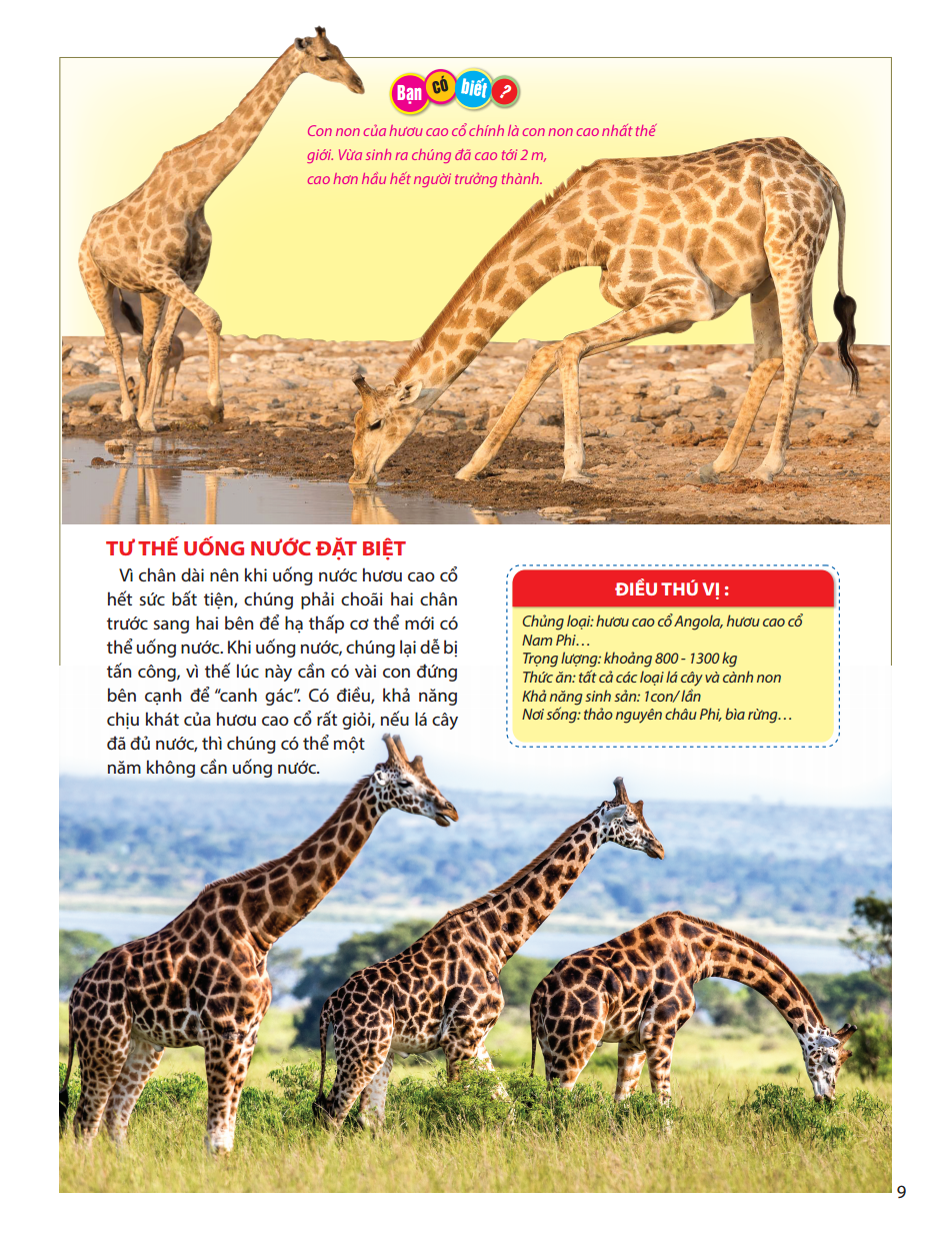 atlas động vật - vương quốc động vật - bìa cứng (tái bản 2023) - Ảnh 12