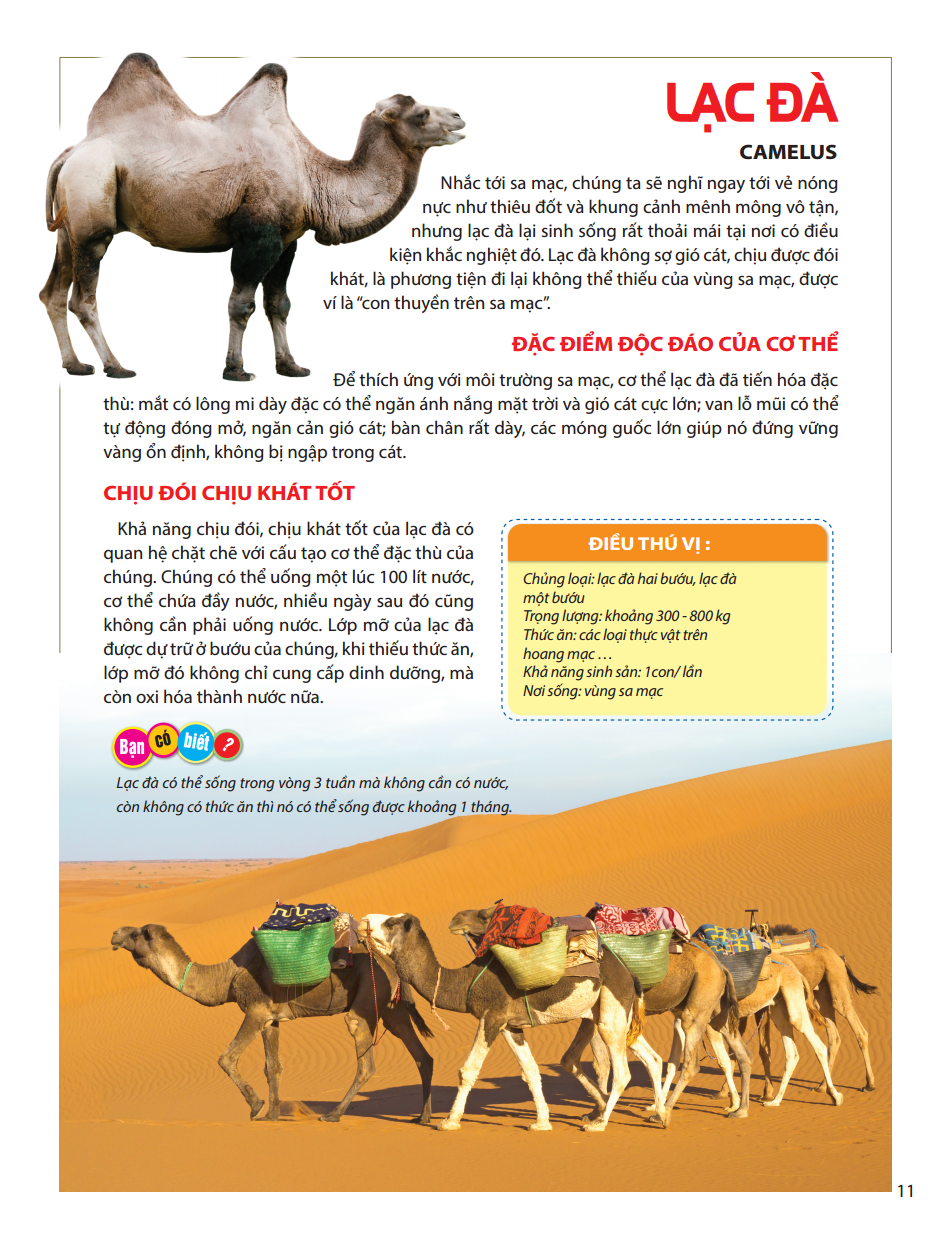 atlas động vật - vương quốc động vật - bìa cứng (tái bản 2023) - Ảnh 14