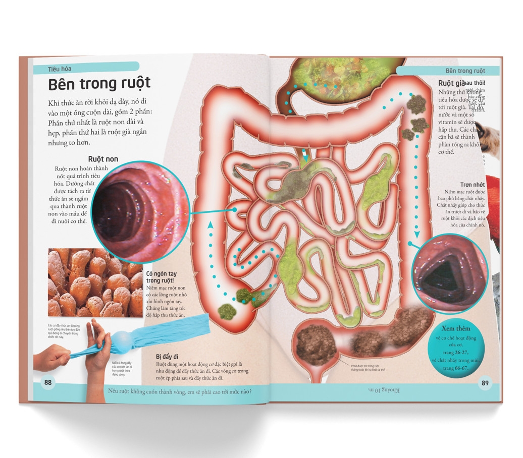 bách khoa cho trẻ em - bách khoa cơ thể người - Ảnh 7
