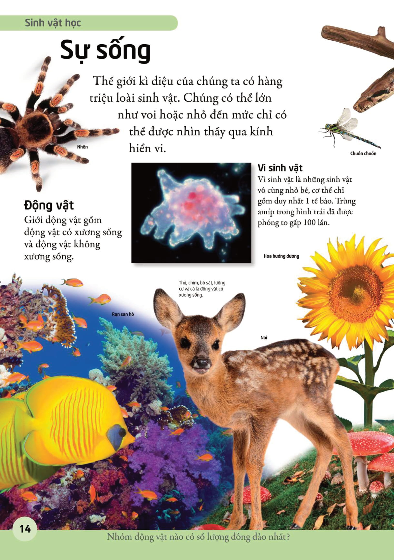 bách khoa cho trẻ em - bách khoa khoa học - Ảnh 14