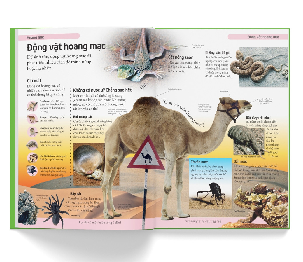 bách khoa cho trẻ em - bách khoa tự nhiên - Ảnh 5