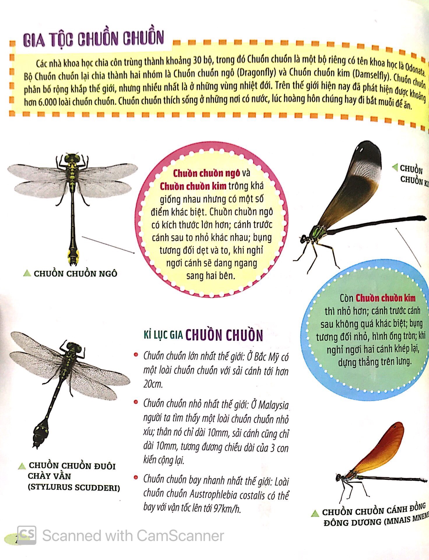 Bách Khoa Động Vật Dành Cho Trẻ Nhỏ - Côn Trùng (Tái Bản 2025) - Ảnh 5