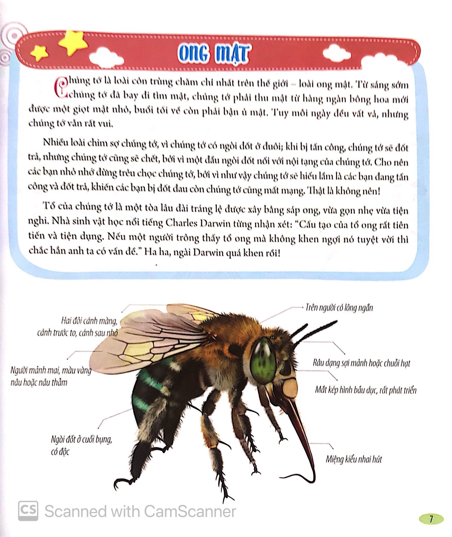 Bách Khoa Động Vật Dành Cho Trẻ Nhỏ - Côn Trùng (Tái Bản 2025) - Ảnh 7