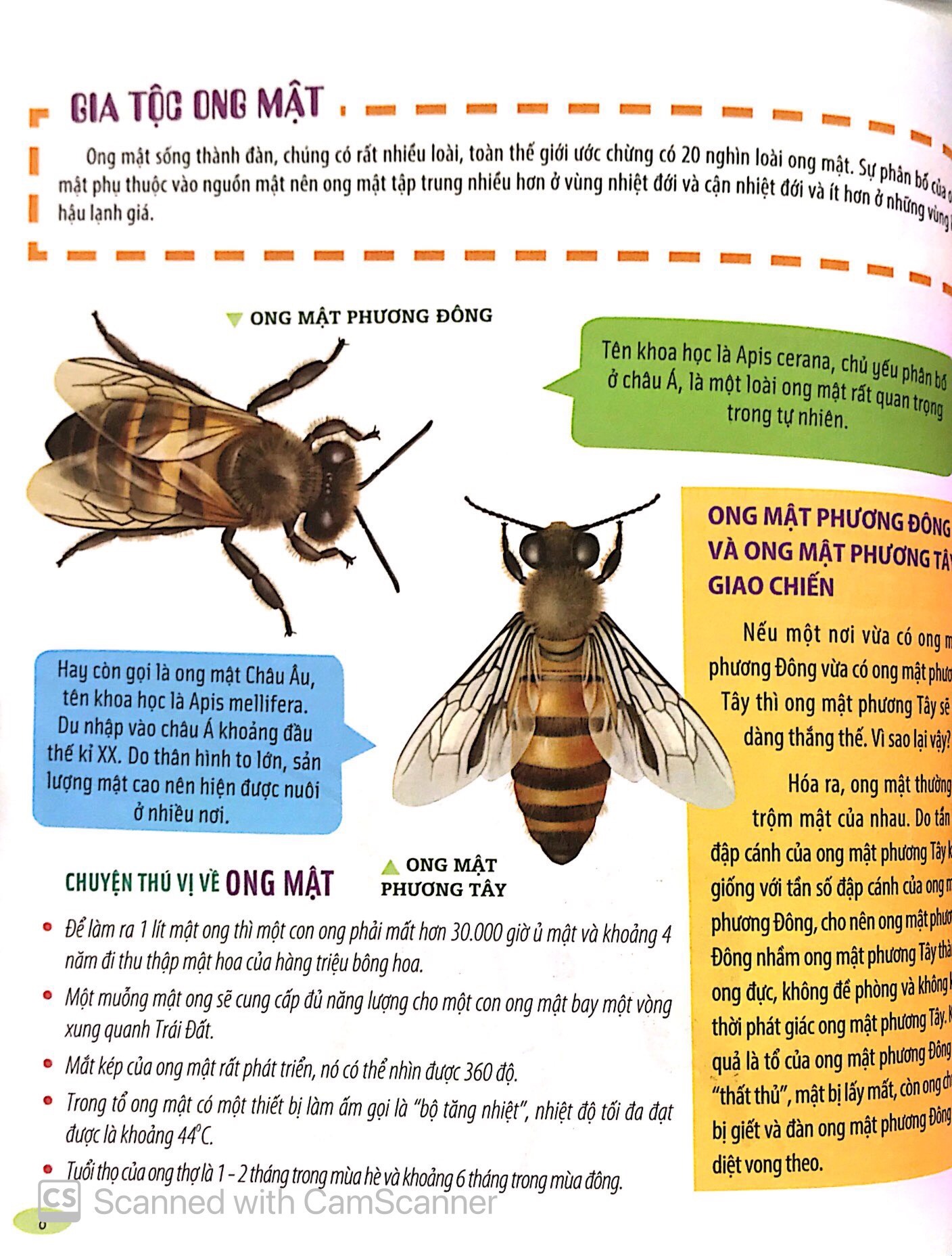 Bách Khoa Động Vật Dành Cho Trẻ Nhỏ - Côn Trùng (Tái Bản 2025) - Ảnh 8