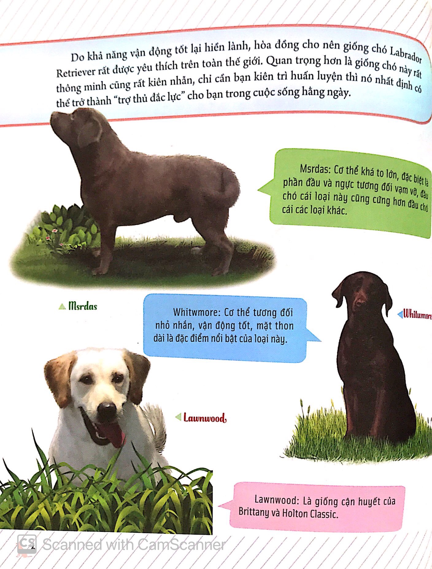 bách khoa động vật dành cho trẻ nhỏ - thú cưng - Ảnh 10