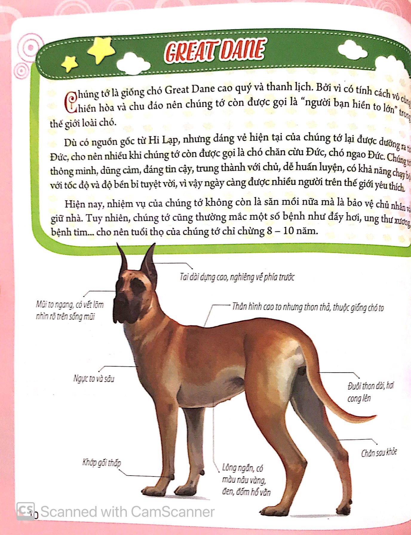 bách khoa động vật dành cho trẻ nhỏ - thú cưng - Ảnh 14