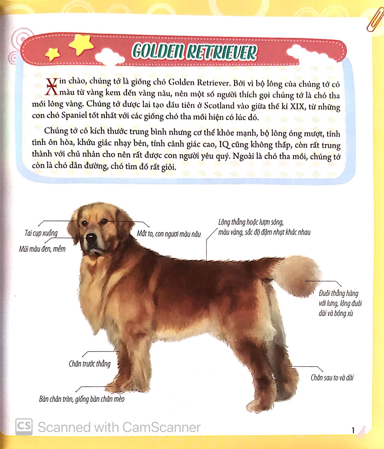 bách khoa động vật dành cho trẻ nhỏ - thú cưng - Ảnh 5