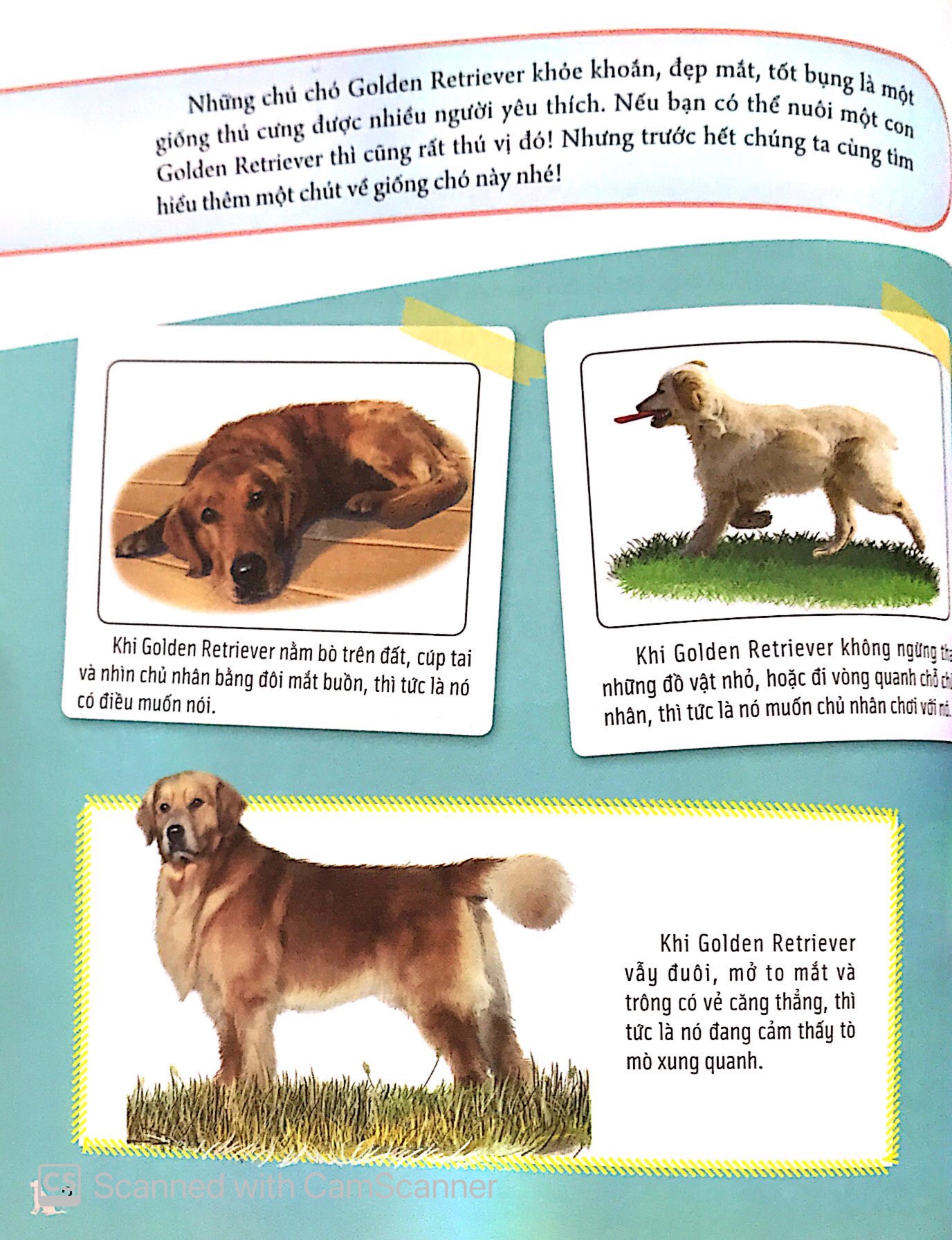 bách khoa động vật dành cho trẻ nhỏ - thú cưng - Ảnh 6