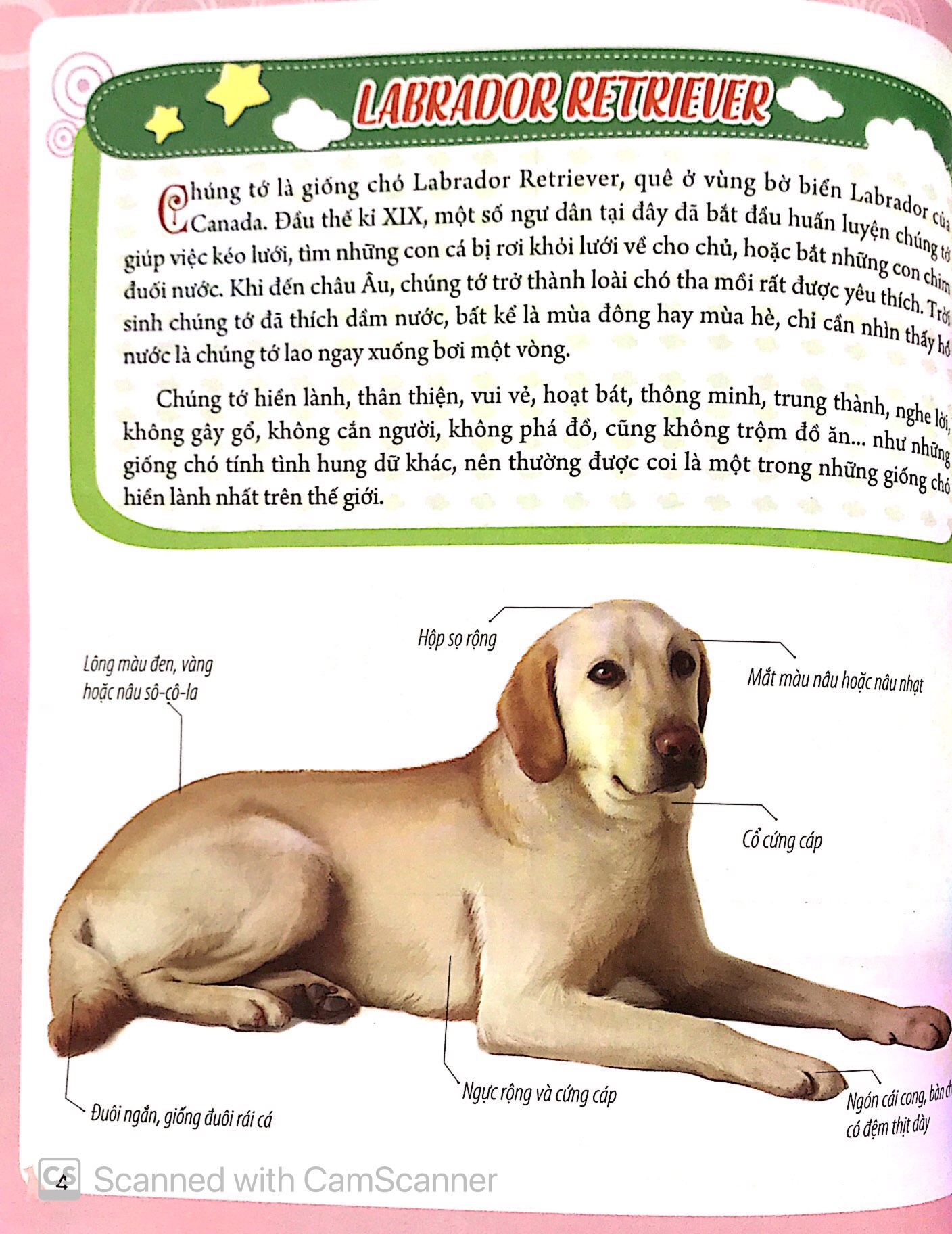 bách khoa động vật dành cho trẻ nhỏ - thú cưng - Ảnh 8